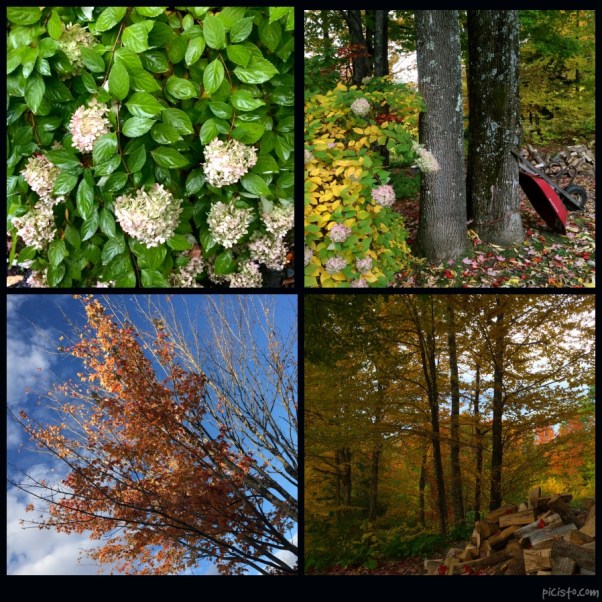 picisto-20151015182812-791987