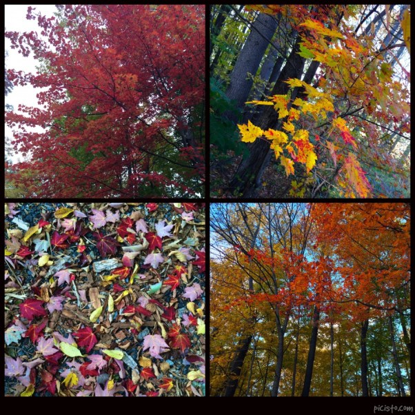 picisto-20151015191349-417470