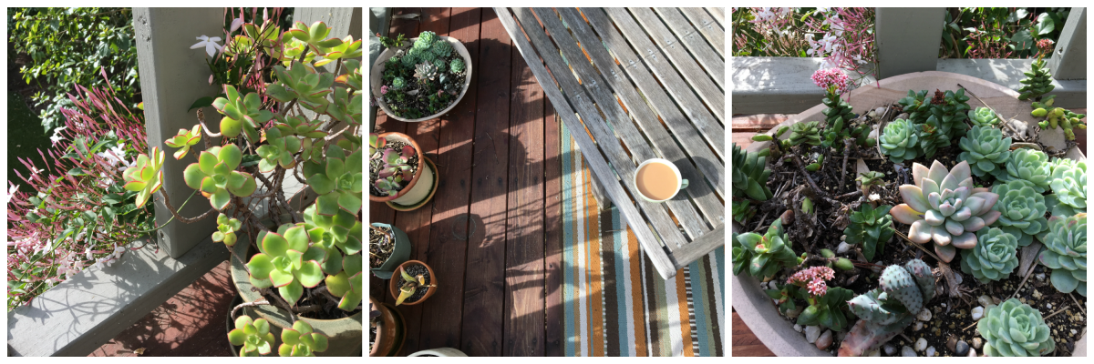 Santa Monica deck garden