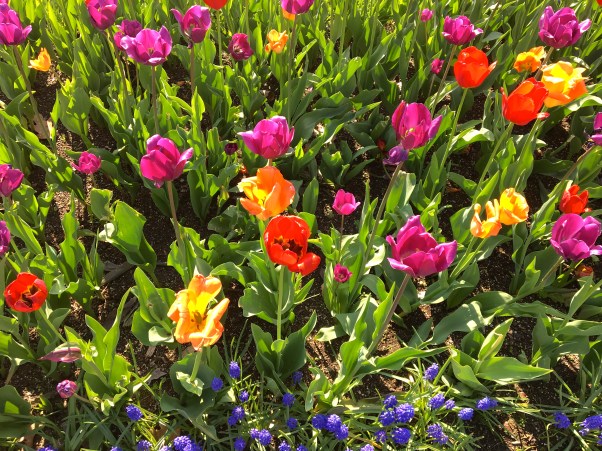 tulips in bloom