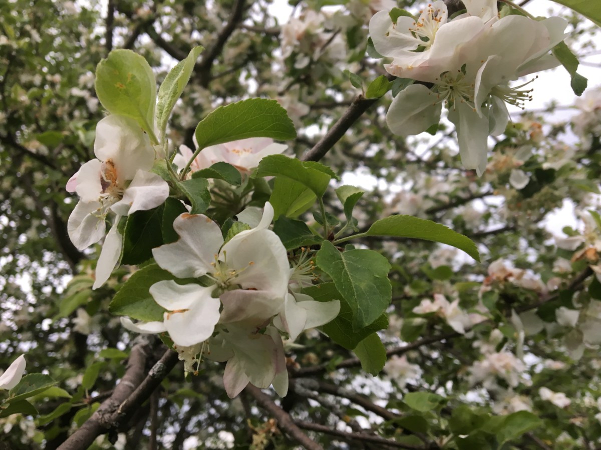 apple blossoms in spring