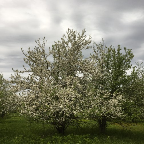 Apple trees blossoming in Vermont