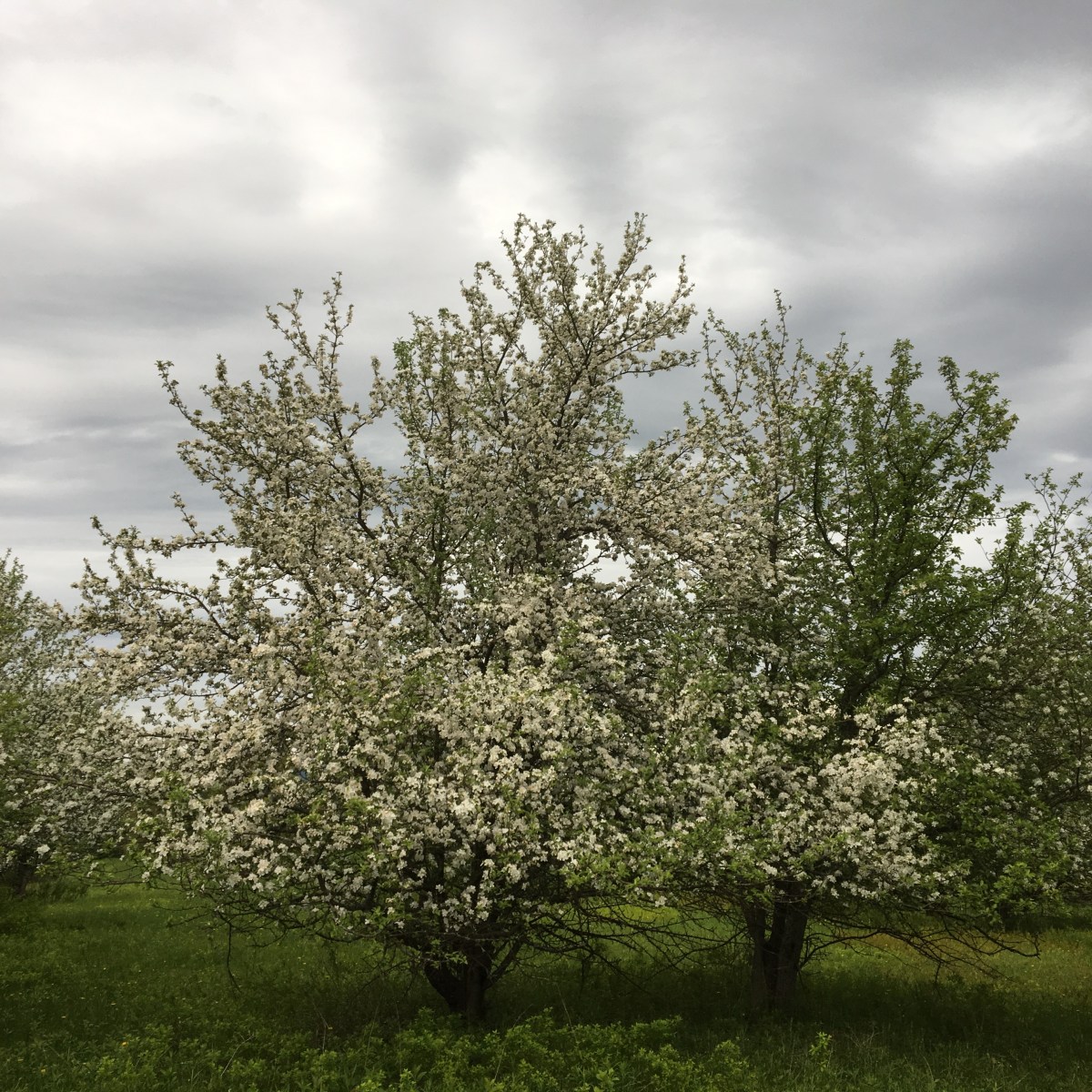 Apple trees blossoming in Vermont