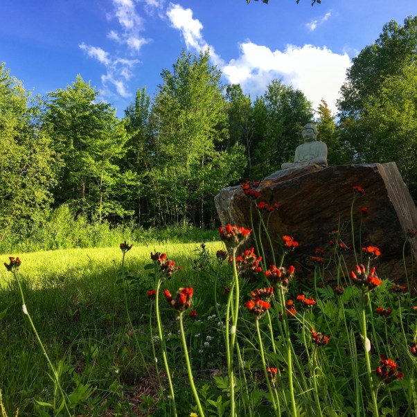 buddha in a Vermont backyard with wild flowers