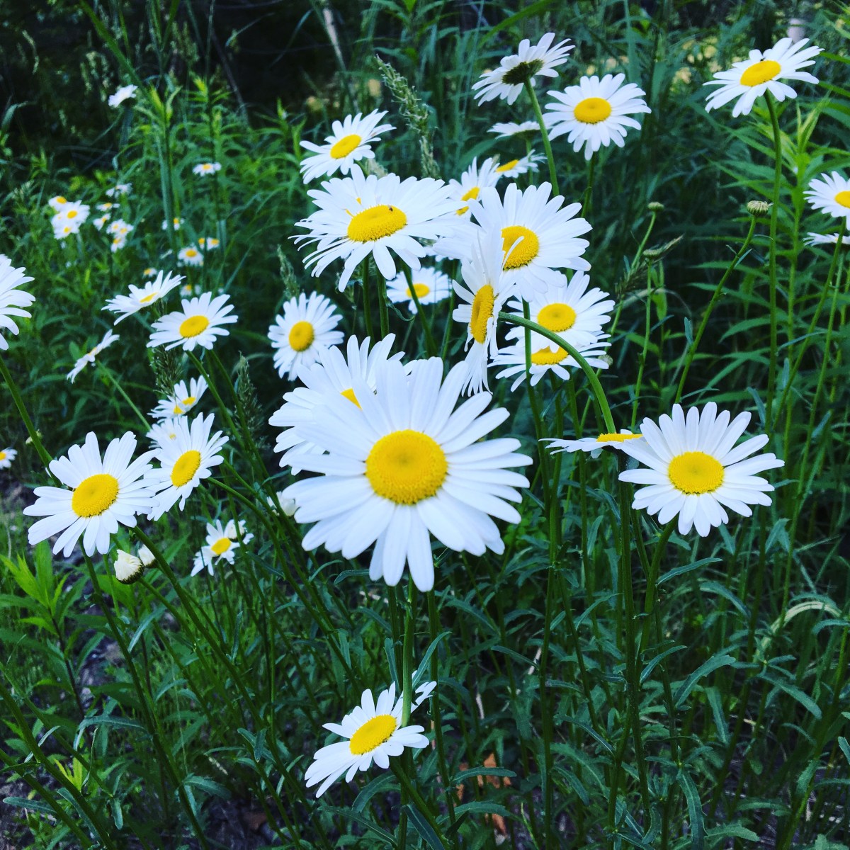 daisies on a Vermont roadside