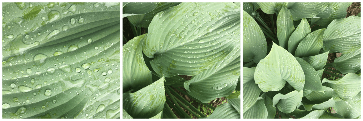 rain drops on broad leaves