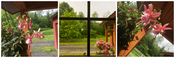 fushia plant out the window