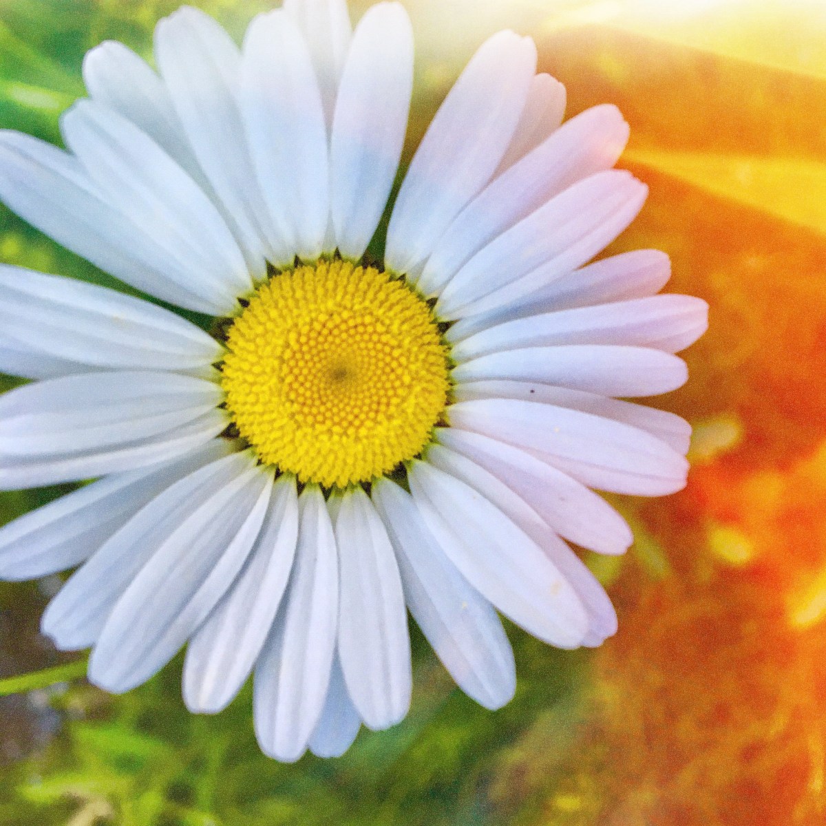 daisy in the sunshine