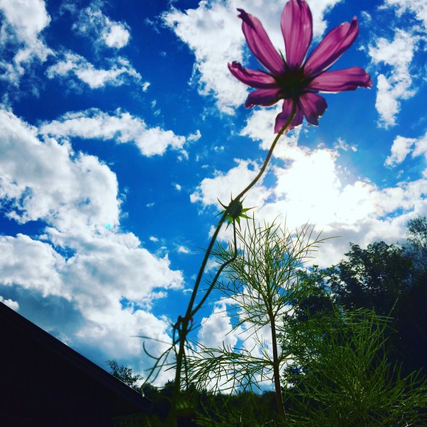 flower against the blue sky