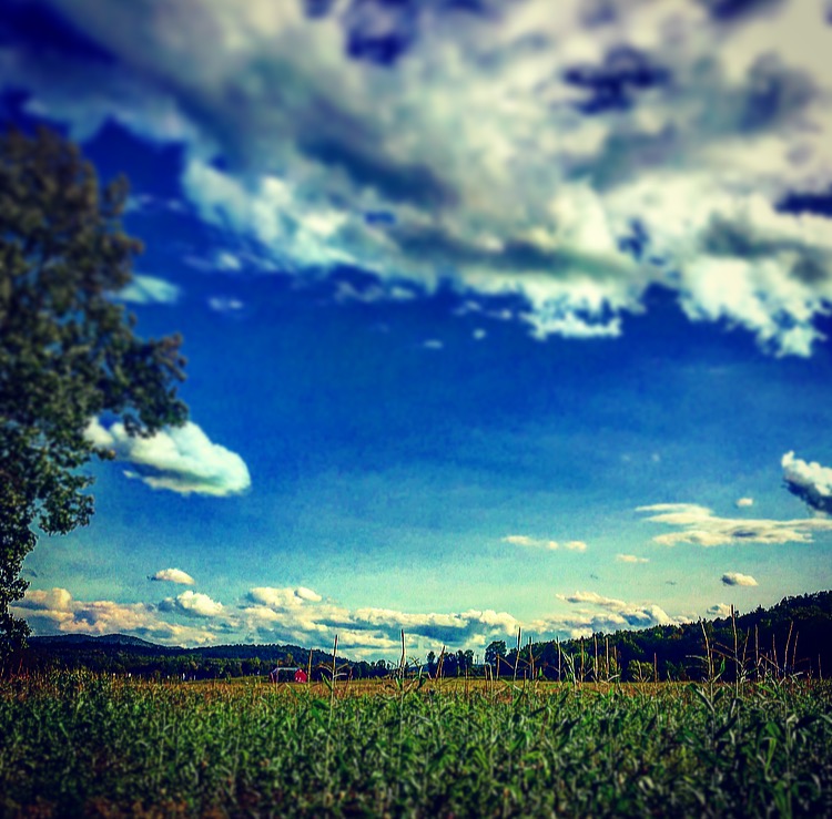 corn field in Stowe
