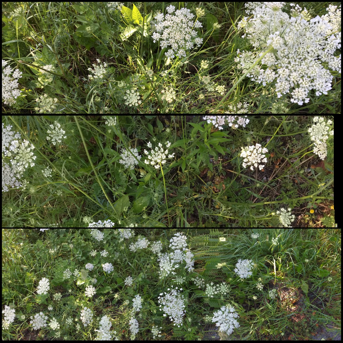 Wildflowers along Vermont roadside