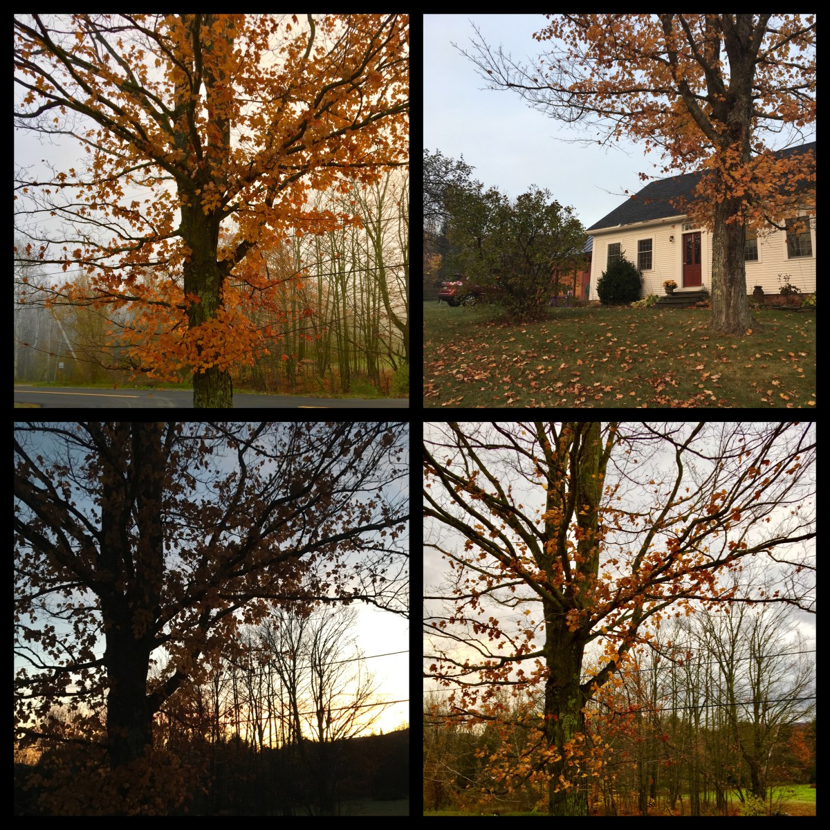 maple tree in autumn