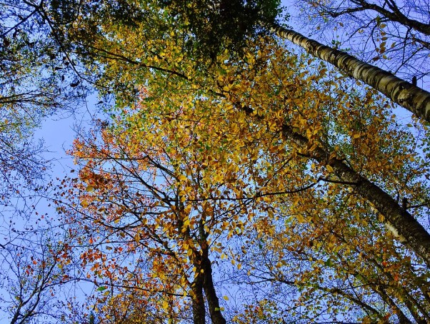 Autumn trees in Stowe Vermont