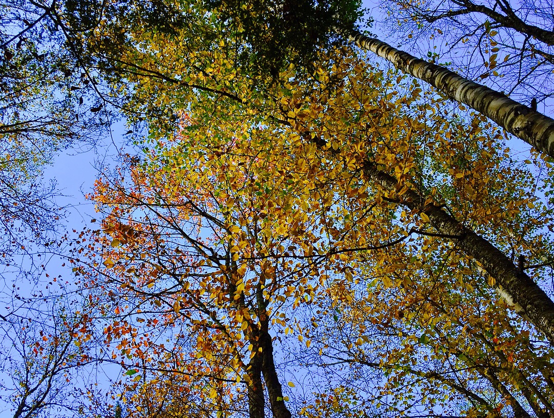 Autumn trees in Stowe Vermont