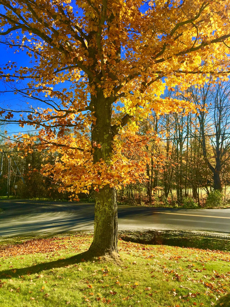 Maple tree in autumn in Vermont