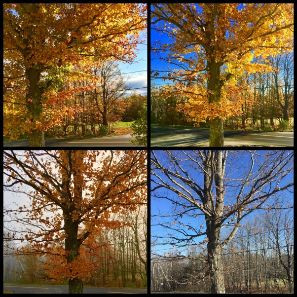 Sugar maple stages of Autumn