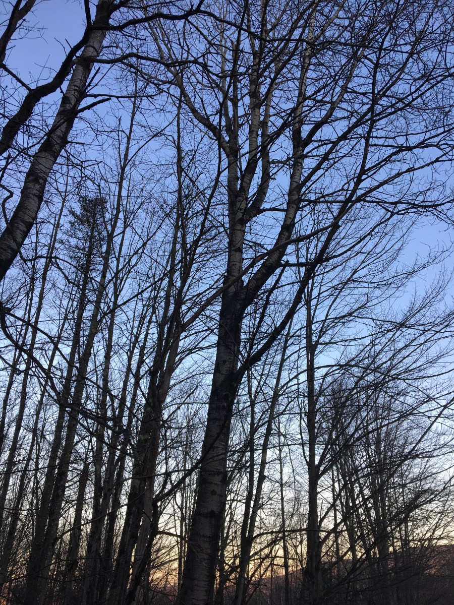 Bare trees against the sunset