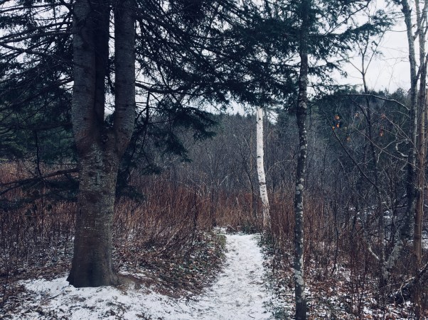 walk into the snowy woods