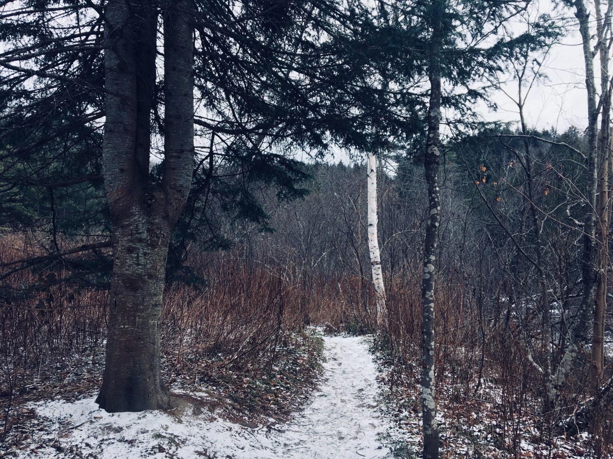 walk into the snowy woods