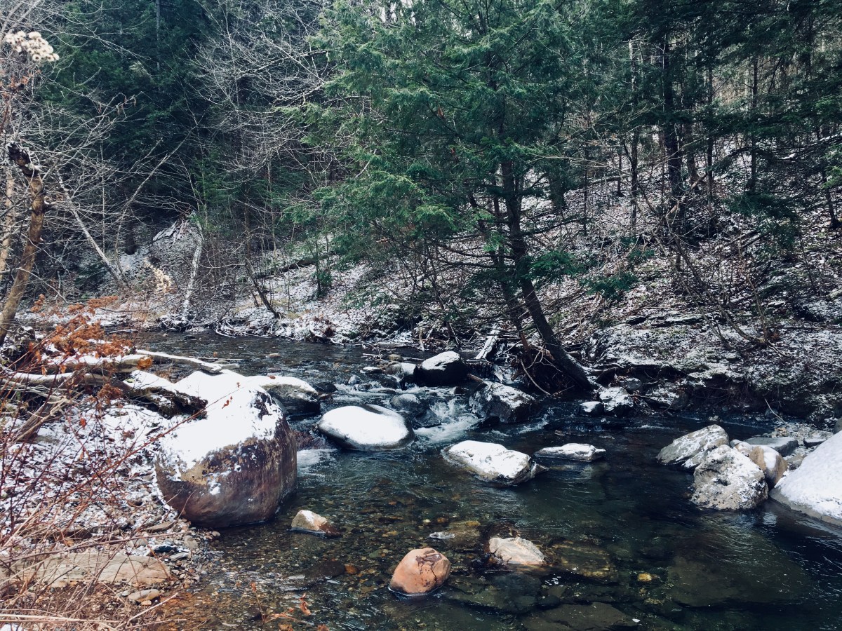 a stream in the woods