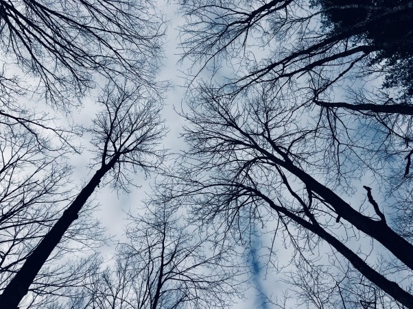 looking up at the trees