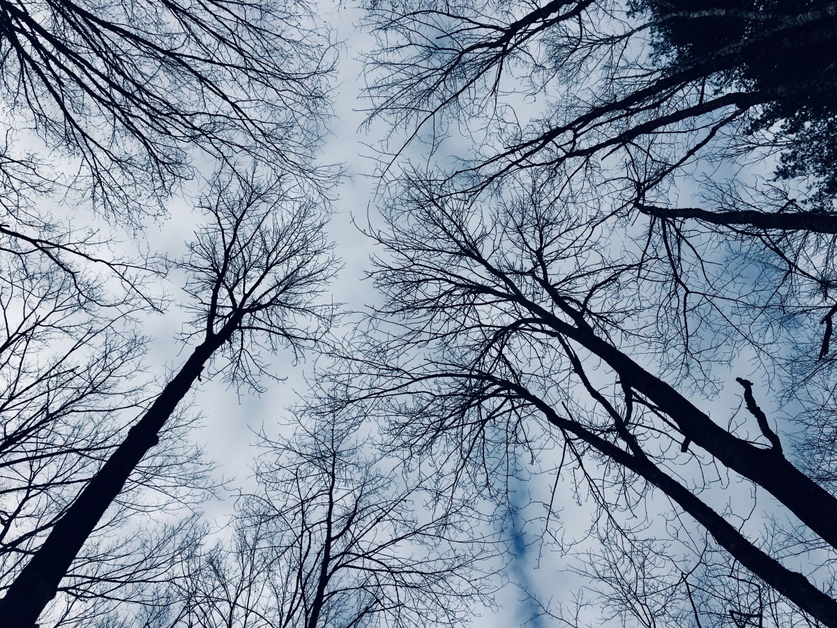 looking up at the trees