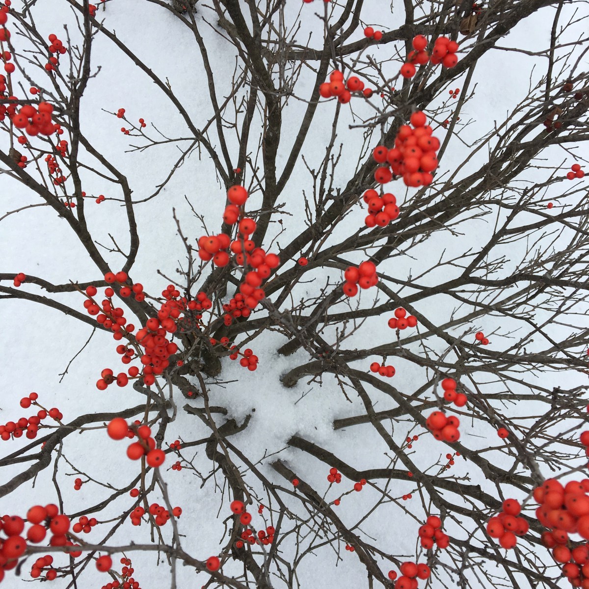 red berries against the white snow