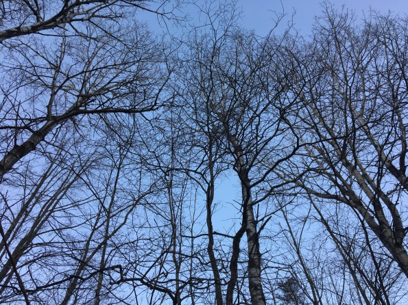 Bare trees against the sky