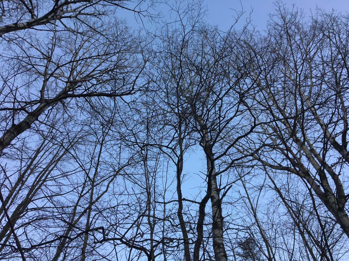 Bare trees against the sky