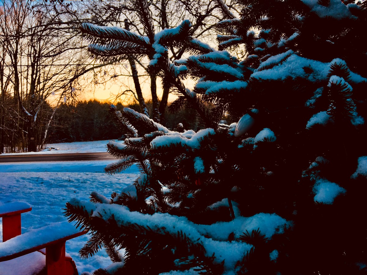 dawn breaking over the snowy branches