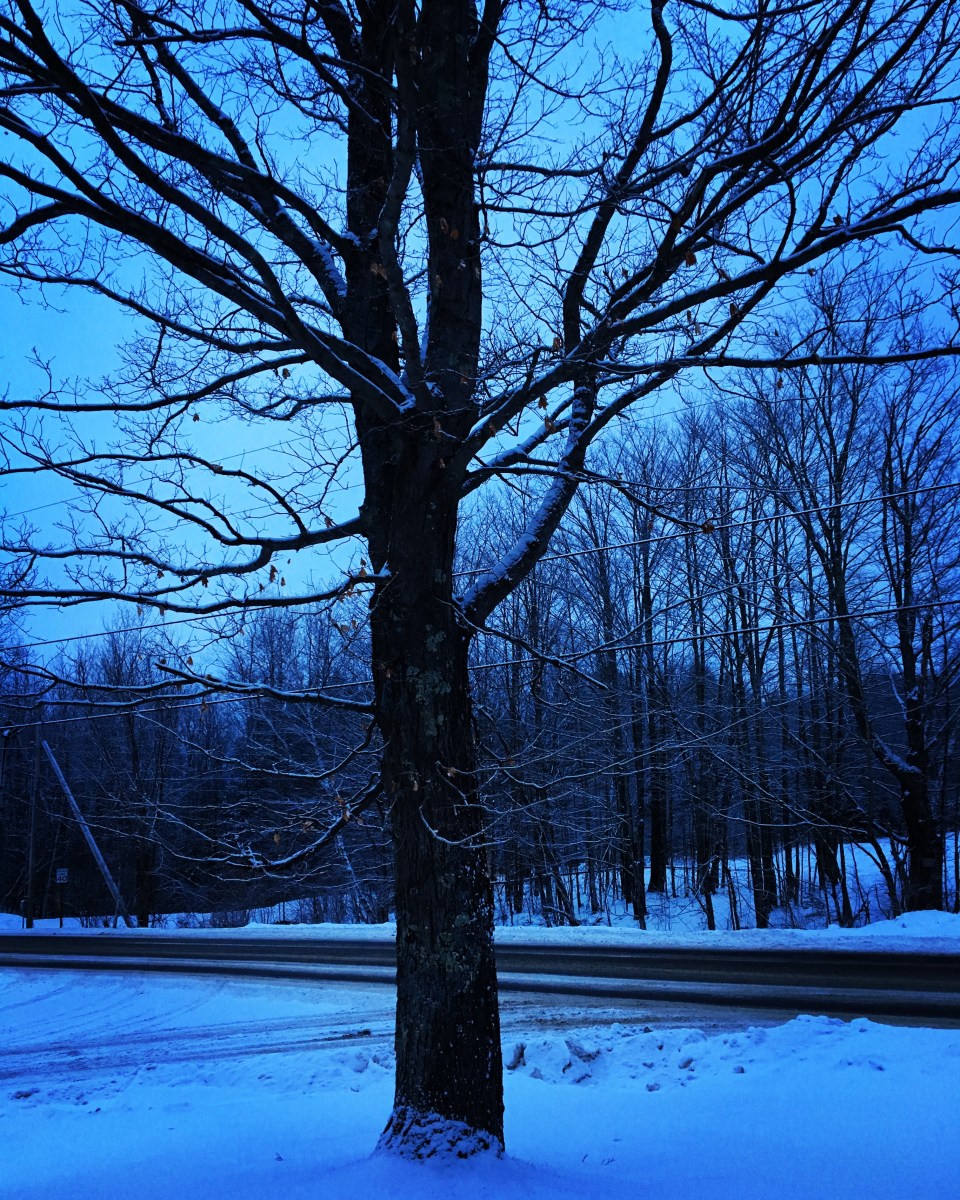 maple tree at dusk