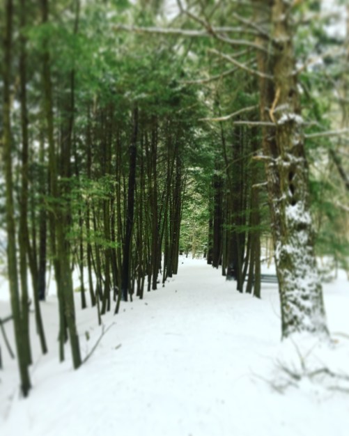 snowy path in the woods