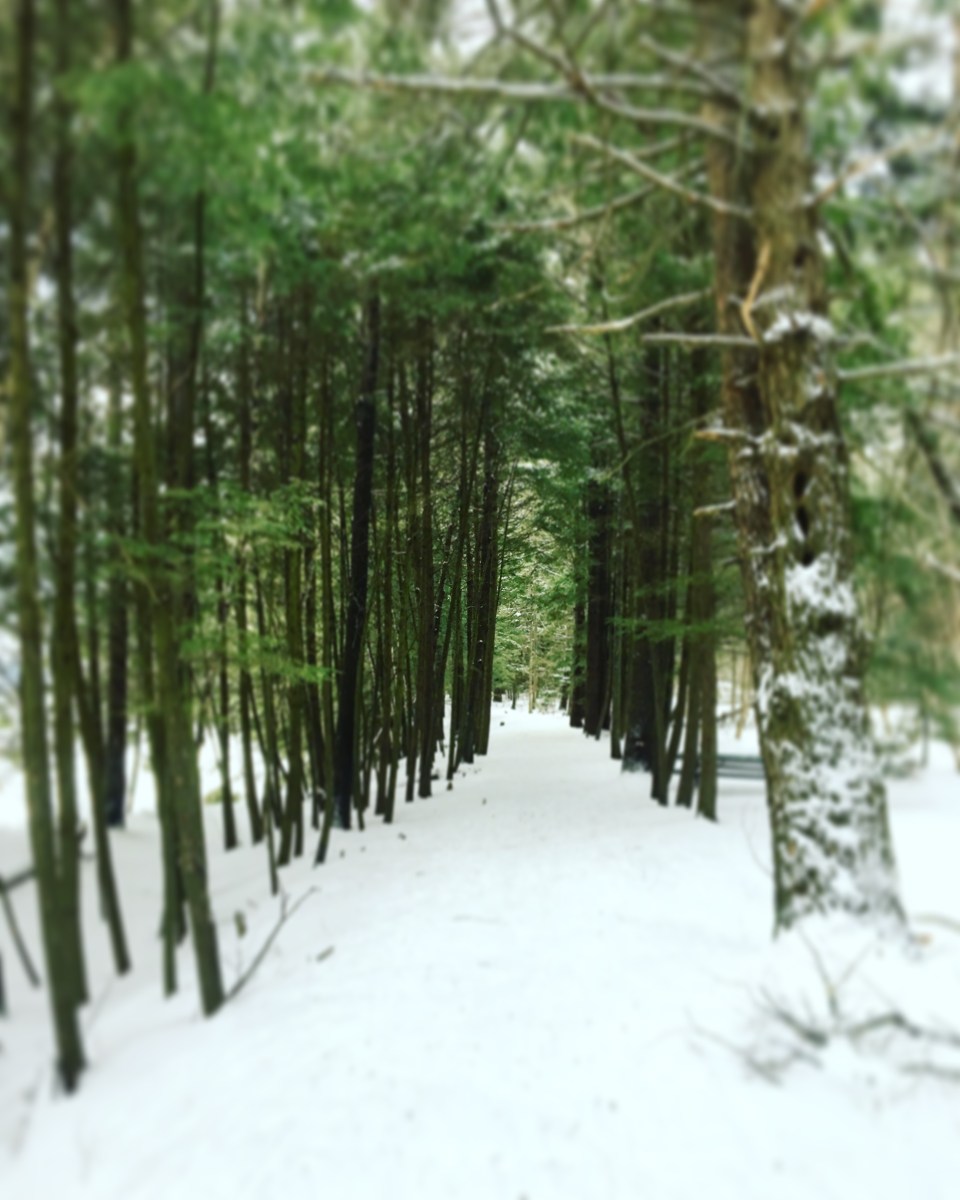 snowy path in the woods