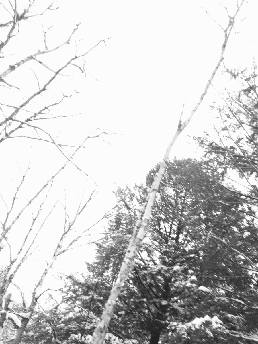 B&W photo of bare winter trees