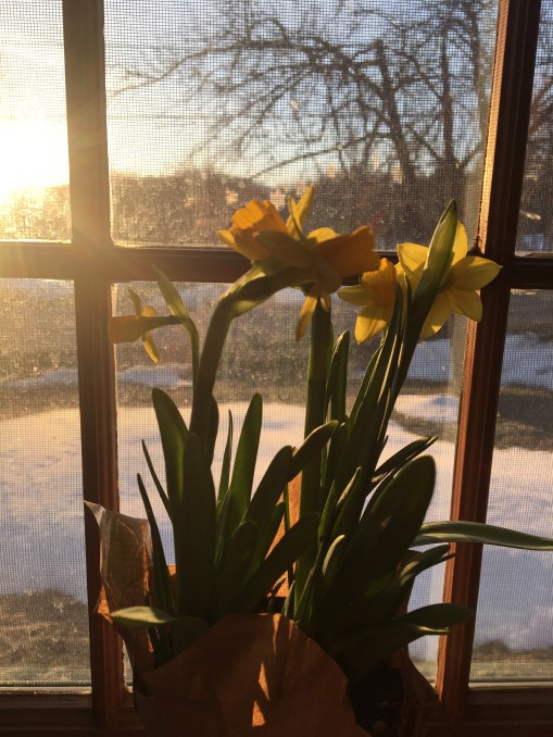 daffodils on the windowsill 
