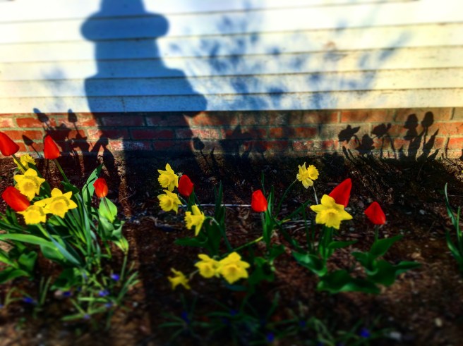 shadow over the garden