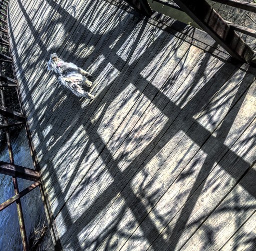 dog on a wooden bridge