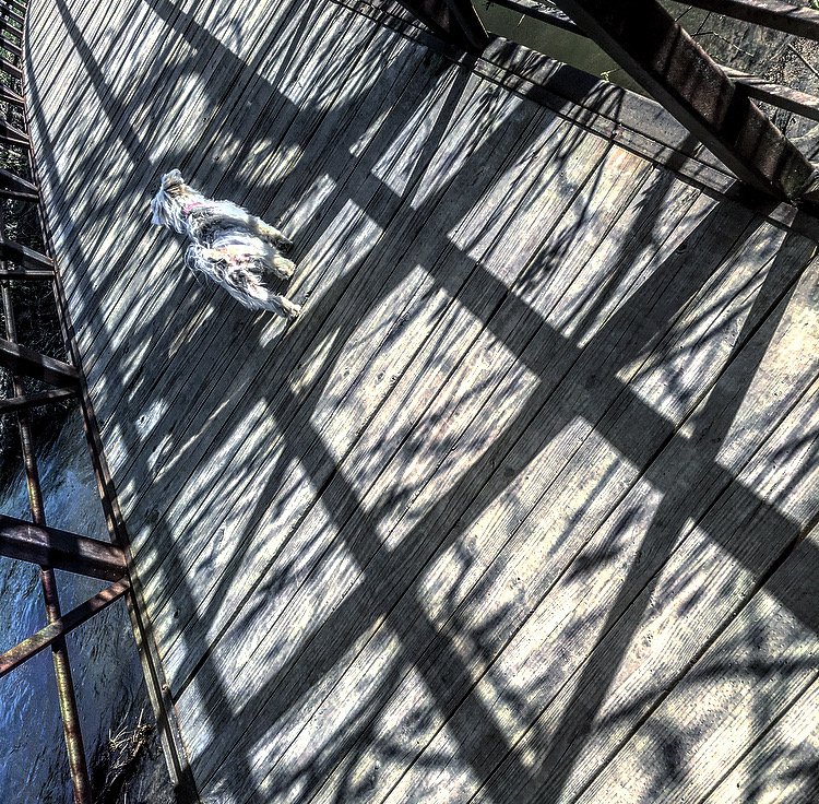 dog on a wooden bridge