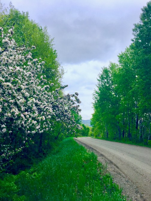 dirt road lined with wild apple trees