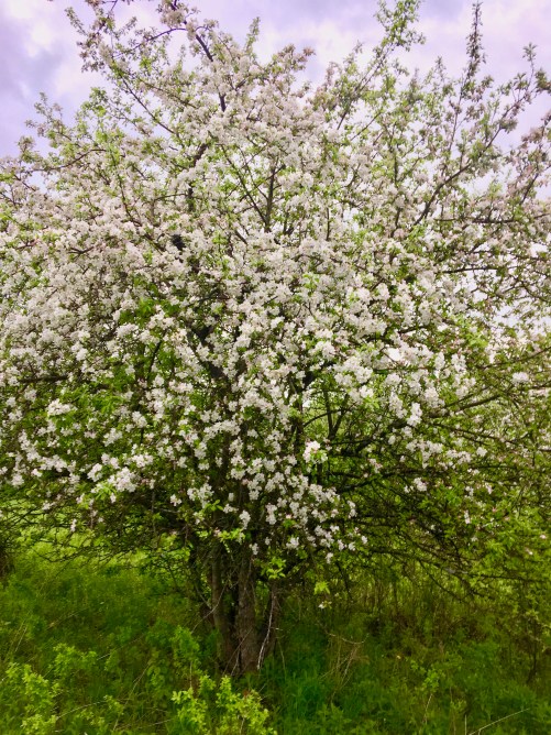 apple tree in full bloom