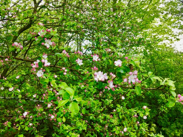 apple tree blossoms 