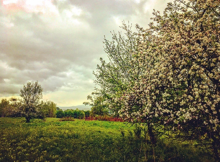 apple tree in full bloom
