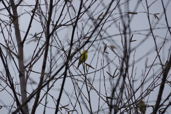 bird on the bare branch
