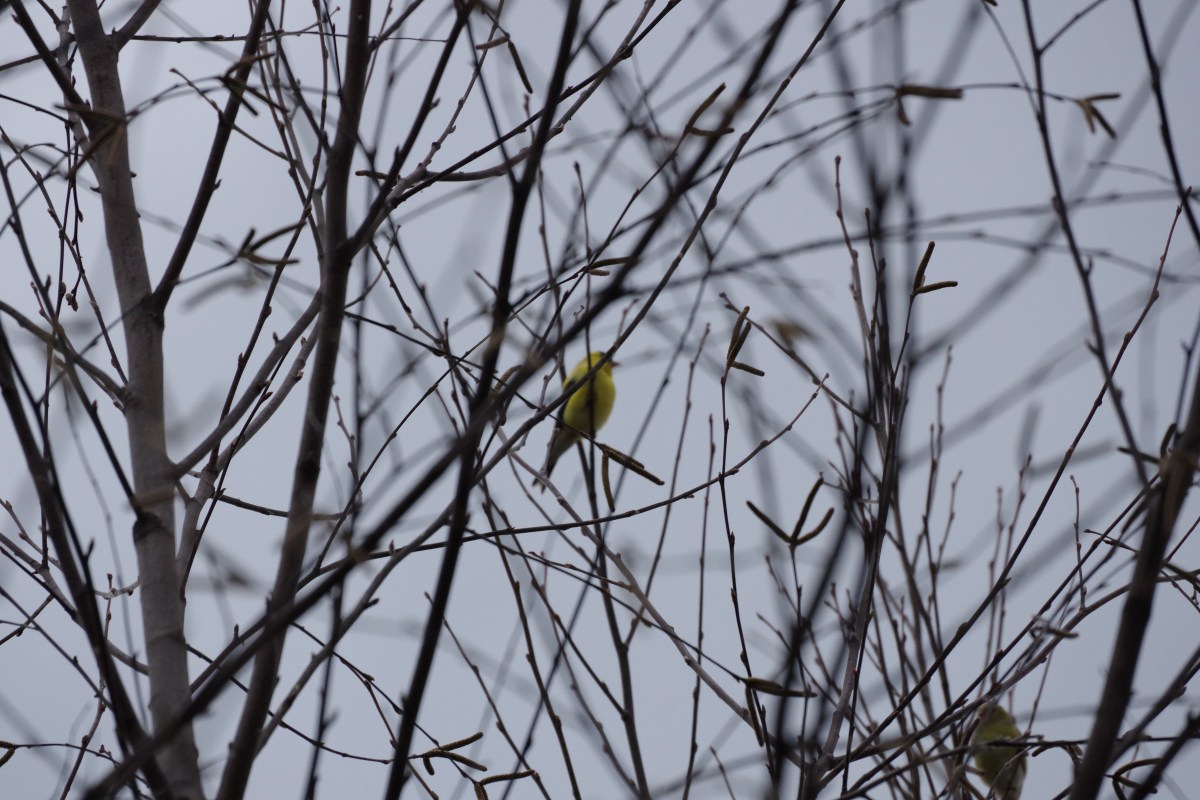 bird on the bare branch