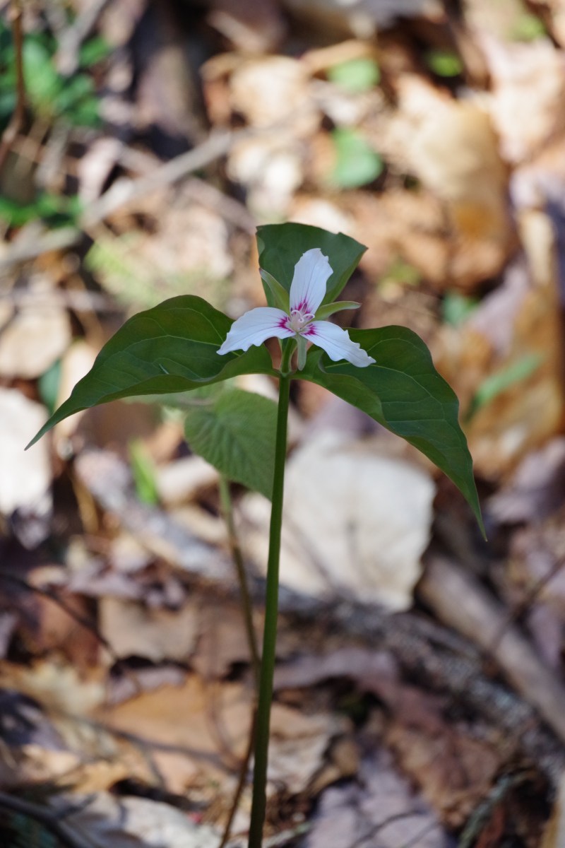 trillium in the woods