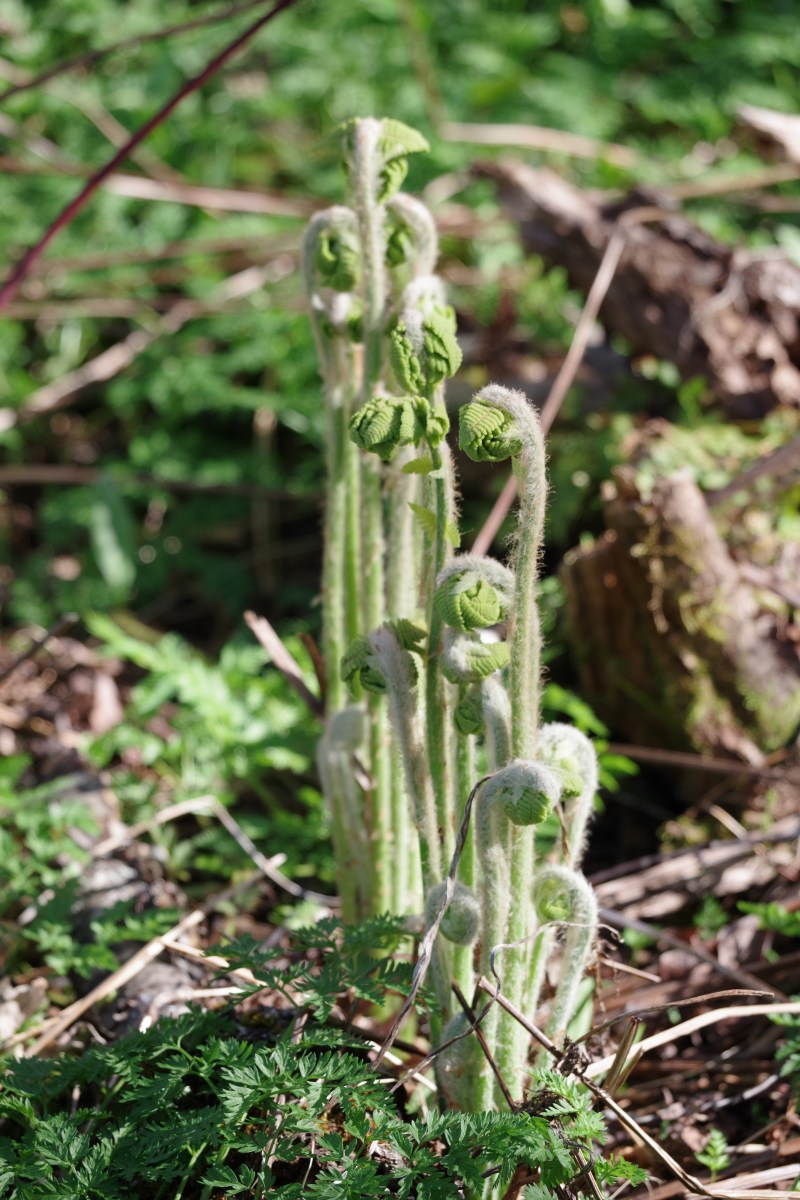 fiddleheads in the woods