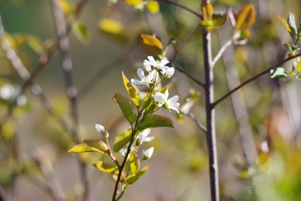 spring flowering trees