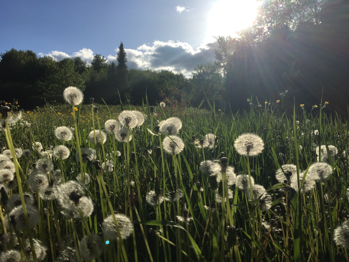 dandelions in the sunshine