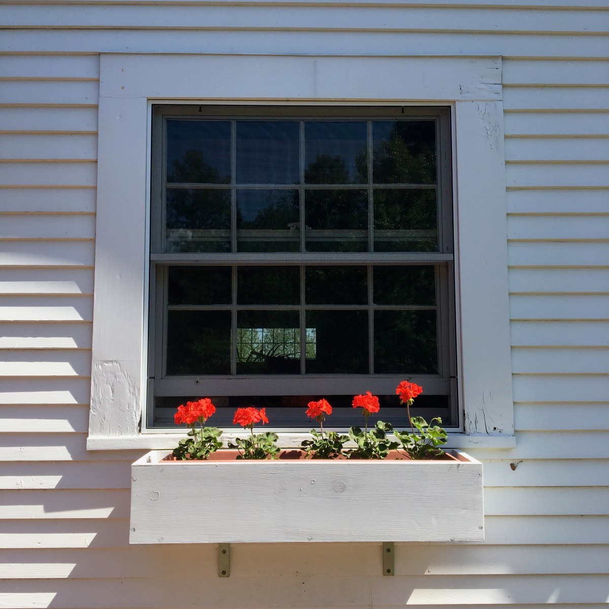 flowers in a windowbox