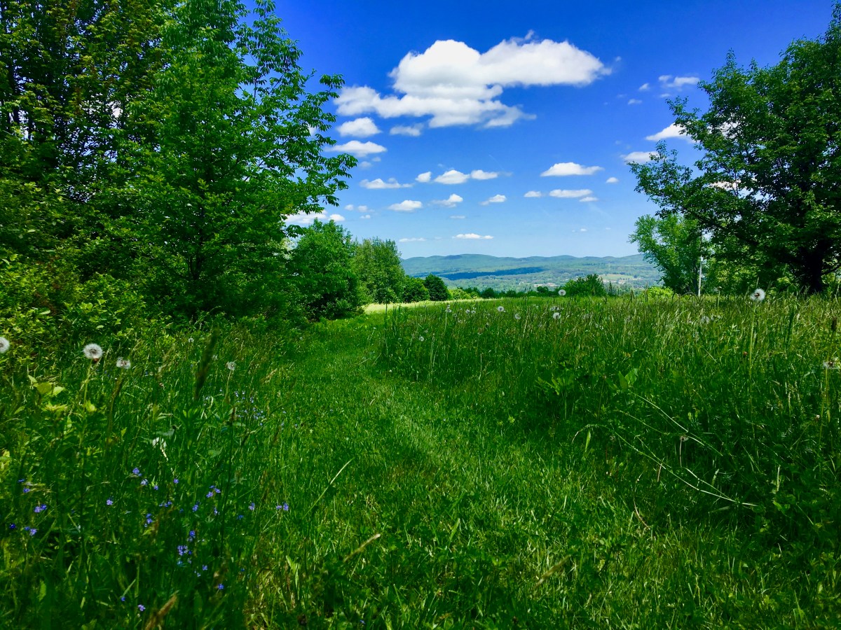 mowed path on a grassy field